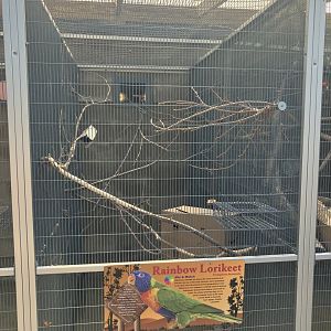 Americas - Rainbow Lorikeet Exhibit