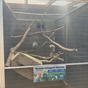 Americas - Green-Winged Macaw Exhibit