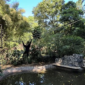 Siamang/Small-clawed Otter/Pelican Exhibit