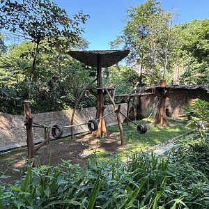 Orangutan Exhibit #1 - Bornean