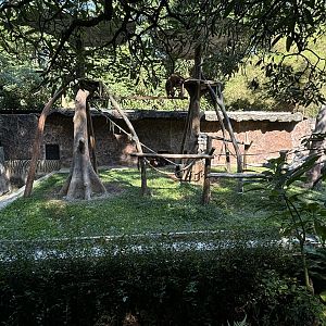 Orangutan Exhibit #2 - Bornean