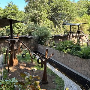 Orangutan Exhibits #1 + #2 - Bornean