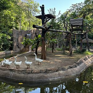 Silvery Gibbon Exhibit