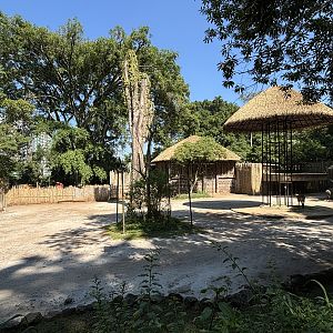 African Savanna (6 species)