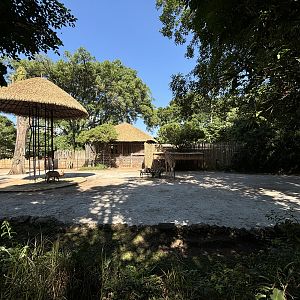 African Savanna (6 species)