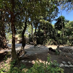 African Savanna (6 species)