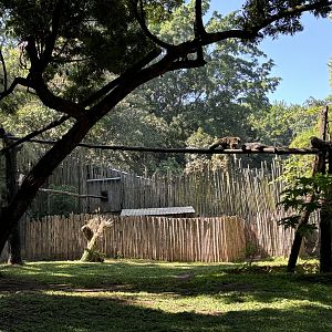 Malayan Tapir + Binturong Exhibits