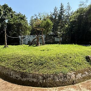 Orangutan Exhibit #4 - Bornean