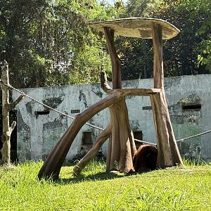 Orangutan Exhibit #4 - Bornean