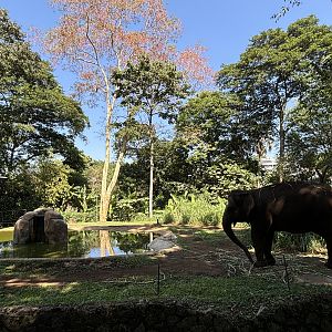 Asian Elephant Exhibit