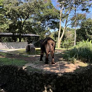 Asian Elephant Exhibit
