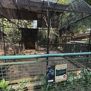 Sulawesi Crested Macaque Exhibit