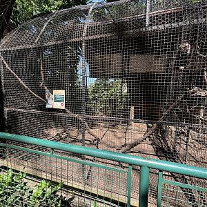 Japanese Macaque Exhibit