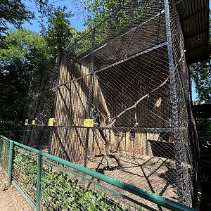West Javan Langur + Javan Surili Exhibits