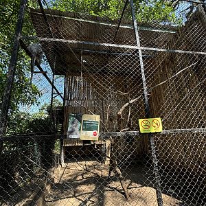 Javan Surili Exhibit