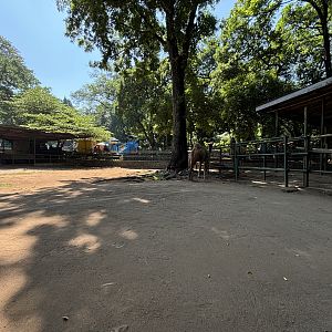 Dromedary Exhibit