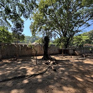 Javan Rusa Deer Exhibit