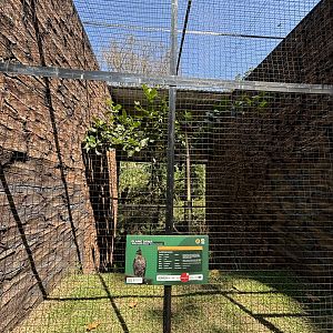 Javan Hawk Eagle Aviary