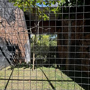 White-bellied Sea Eagle Aviary