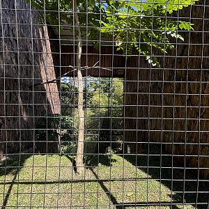 Crested Serpent Eagle Aviary
