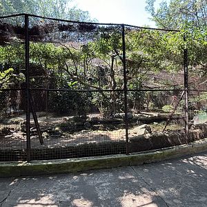 Woolly-necked Stork Aviary