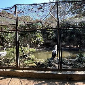 Australian Pelican Aviary