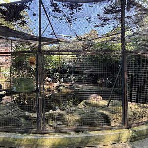 Lesser Adjutant Aviary #1