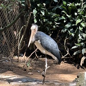 Lesser Adjutant
