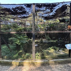 Greater Flamingo Aviary