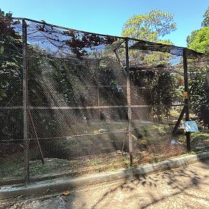 Lesser Adjutant Aviary #2