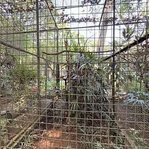 Helmeted Friarbird Aviary