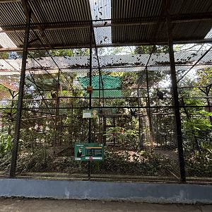 Wreathed Hornbill Aviary #1