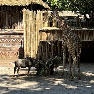 African Savanna (6 species)
