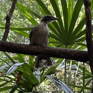 Helmeted Friarbird