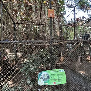 Wreathed Hornbill Aviary #2