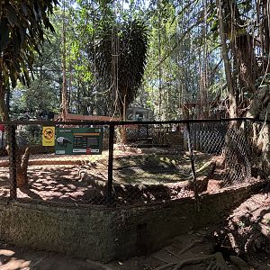Malayan Tapir Exhibit #2