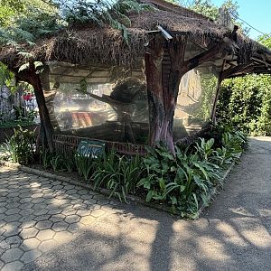 Binturong Exhibit #2