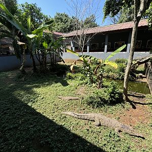 Saltwater Crocodile Exhibit