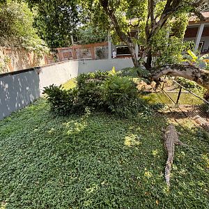 Saltwater Crocodile Exhibit