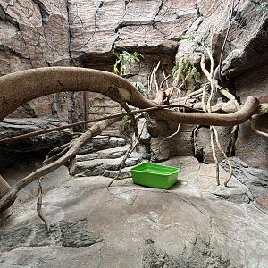 Clouded Monitor Exhibit