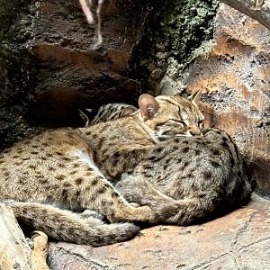 Leopard Cats