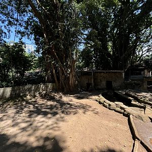 Malayan Tapir Exhibit #3