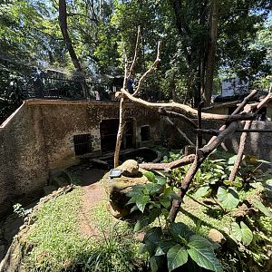 Binturong Exhibit #3