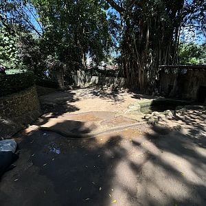 Malayan Tapir Exhibit #3