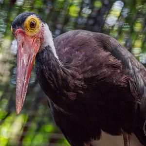 Storm's Stork (Ciconia stormi)