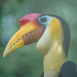 Wrinkled Hornbill (Rhabdotorrhinus corrugatus)