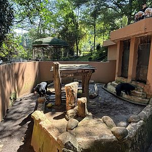 Sun Bear Exhibit #1