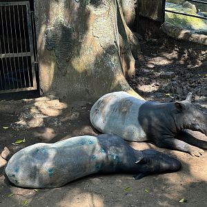 Malayan Tapirs