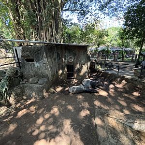Malayan Tapir Exhibit #4
