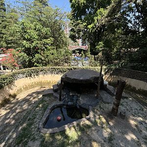 Tiger Exhibit #1 - Amur